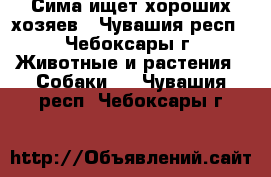 Сима ищет хороших хозяев - Чувашия респ., Чебоксары г. Животные и растения » Собаки   . Чувашия респ.,Чебоксары г.